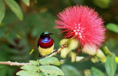 Crimson backed sunbird, Leptocoma minima, male, Coorg, Karnataka, India. clipart