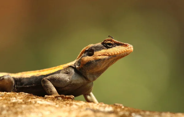 South Indian Rock Agama, Psammophilus dorsalis, Nandi Hills, Bangalore, Karnataka, India. — Foto de Stock