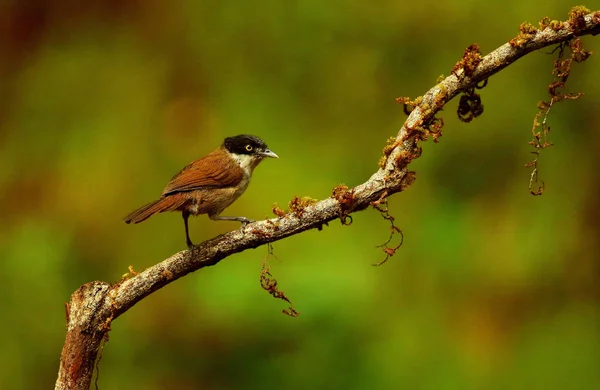 Dark Fronted Babbler, Ropocichla articeps, Ganeshgudi, Karnataka, India. — 스톡 사진