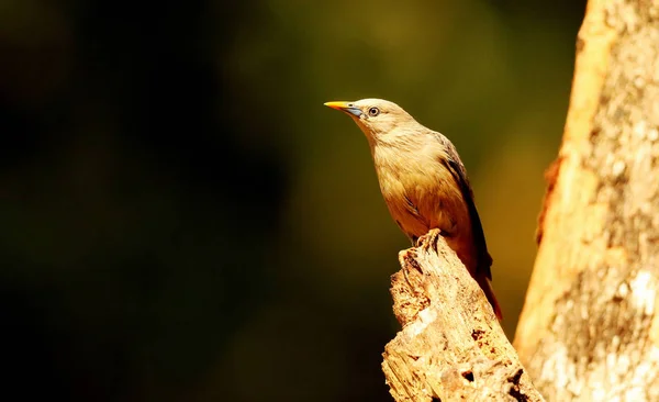 Blyth 's Starling, Sturnia malabarica, Ganeshgudi, Karnataka, India . — Foto de Stock