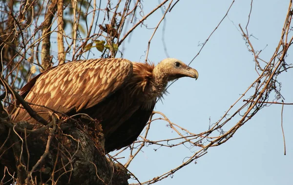Avvoltoio a becco lungo, Gyps tenuirostris, Kaziranga, Parco nazionale, Assam, India . — Foto Stock