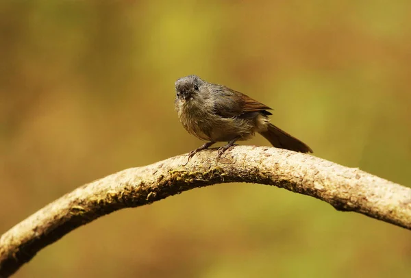 Brun Vitkindad Fulvetta, alcippe poioicephala, ganeshgudi, Karnataka, Indien. — Stockfoto