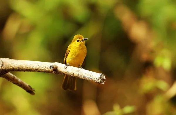 Gul Gulbrynad Bulbul, akritillas indica, ganeshgudi, Karnataka, Indien. — Stockfoto