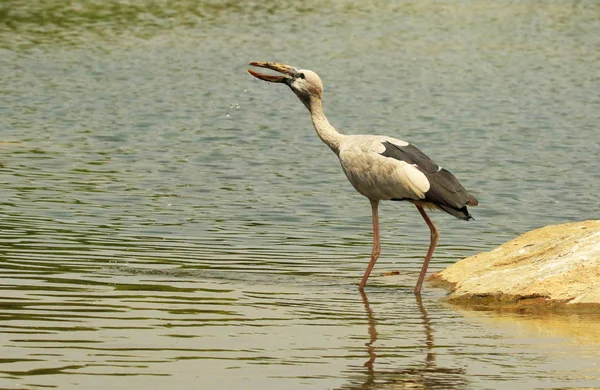 Open billed stork, Anastomus oscitans, Ranganathittu bird sanctuary, Karnataka, India. — Stock Photo, Image