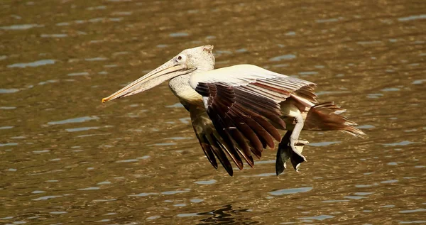 Skvrnitá Pelikán v letu, Pelecanus philippensis, Ranganathittu ptačí rezervace, Karnataka, Indie. — Stock fotografie