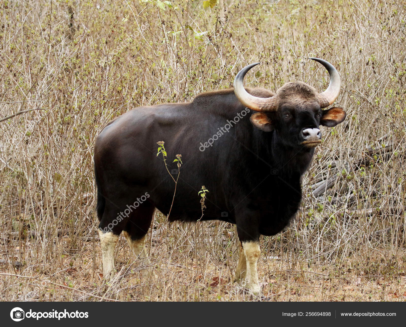 Bull guar, Bos gaurus, Bandipur National Park, Karnataka, India. Stock  Photo by ©RealityImages 256694898