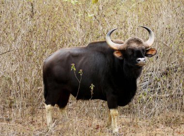Bull guar, Bos gaurus, Bandipur National Park, Karnataka, India. clipart