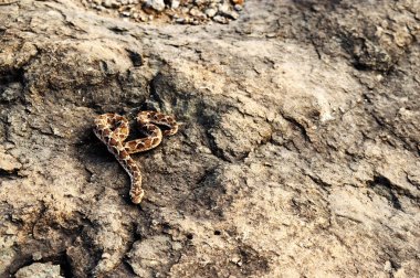 Saw scaled Viper, Echis carnitus slithering away, Satara, Maharashtra, India. clipart
