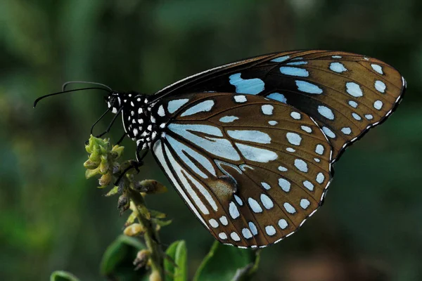 Mariposa tigre azul, Tirumala limniace, Lalbagh, Bangalore, Karnataka, India . — Foto de Stock