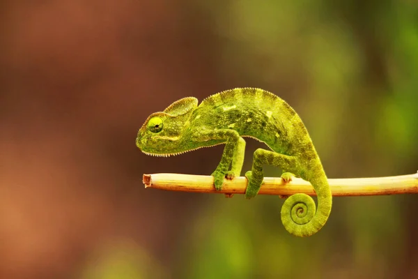 Hint bukalemunun, Chamaeleo zeylanicus, Bandipur Milli Parkı, Karnataka, Hindistan.