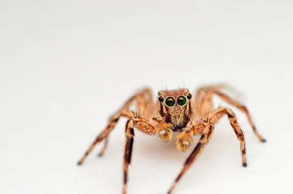 Front view of male jumping spider, Plexippus petersi, Satara, Maharashtra, India.