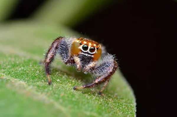 Мужской прыгун паук, Thyene imperialis, Сатара, Махараштра, Индия . — стоковое фото