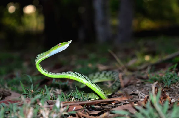 Green Vine Snake, Ahetulla nasuta, Satara, Maharashtra, Índia . — Fotografia de Stock