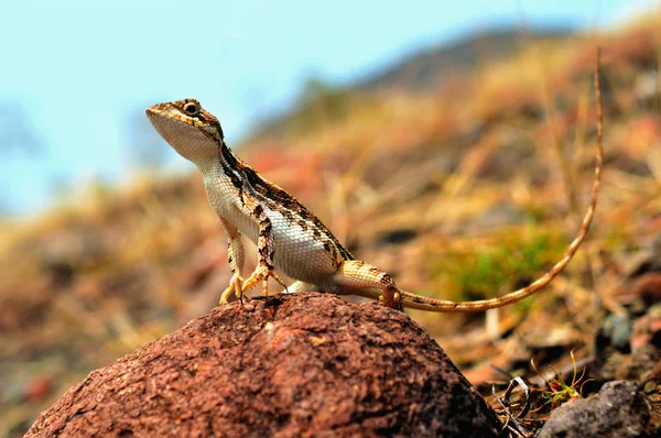 Sitana sp primer plano mientras disfruta de la luz del sol, Satara, Maharashtra, India . — Foto de Stock