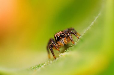 Jumping Spider-langona SP aşağı bakıyor, Satara, Maharashtra, Hindistan.