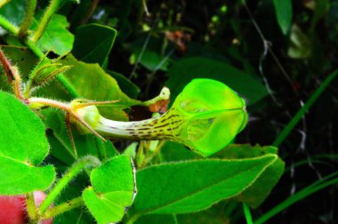 Nadir çiçek-Ceropegia bulbosa lateral View, Satara, Maharashtra, Hindistan.
