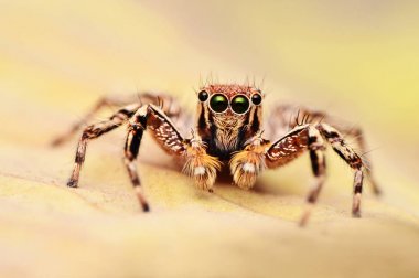Erkek atlama örümcek, Plexippus petersi size bakıyor, Satara bölgesi, Maharashtra, Hindistan