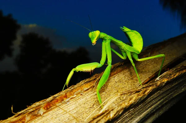 Zöld emészti Mantis-hirodula, teljes test closeup, satara, Maharashtra, India. — Stock Fotó