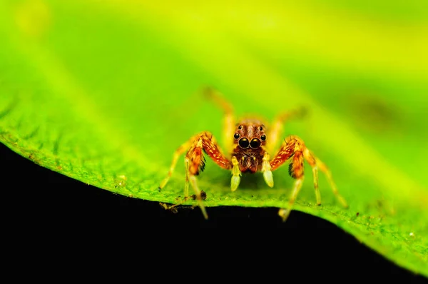 跳跃蜘蛛-Bbretus sp, 浦那区, Maharashtra, India. — 图库照片