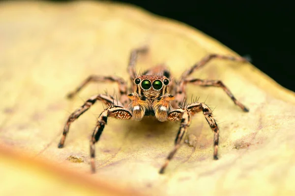 Male Jumping Spider - Plexippus petersi, front look, sitting on leaf, Satara, Maharashtra, India. — Stock Photo, Image