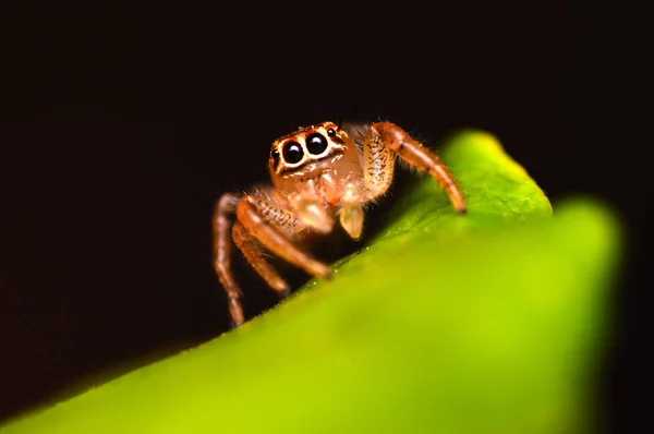Прыгун паук - Thyene imperialis, Сатара, Махараштра, Индия . — стоковое фото