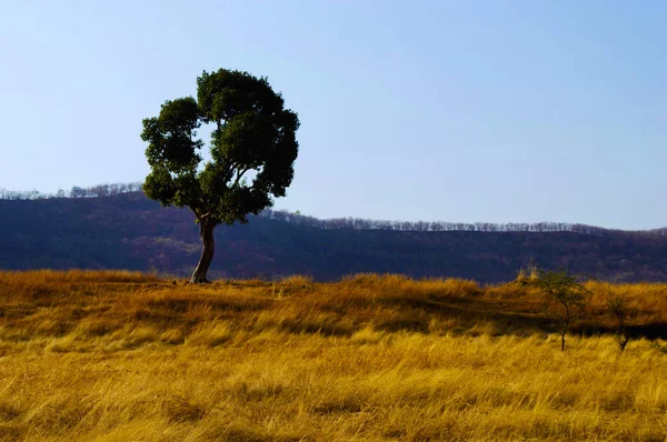 Paesaggio con un albero, distretto di Pune, Maharashtra, India . — Foto Stock