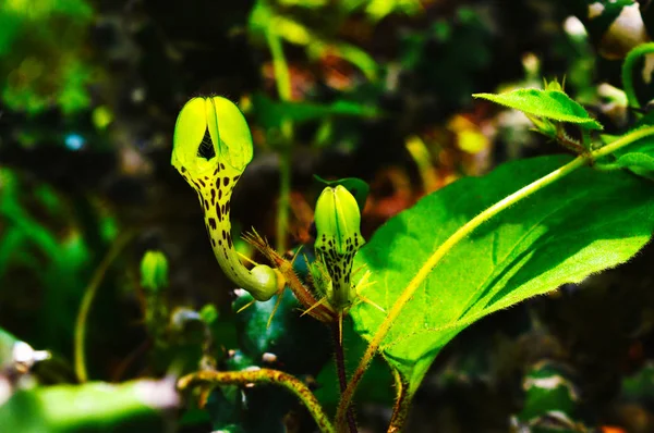 Flor rara - Ceropegia bulbosa con brote, Satara, Maharashtra, India . — Foto de Stock