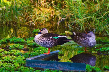 Hint spot-gagalı ördek, Anas poeciloehyncha, Pune bölgesi, Maharashtra, Hindistan.