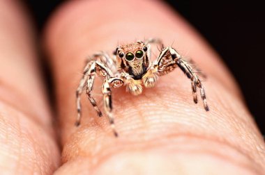 Atlama örümcek, Plexippus petersi, Erkek parmak üzerinde istirahat, Satara, Maharashtra, Hindistan.