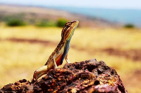 Lagarto degollado, Sitana ponticeriana, distrito de Satara, Maharashtra, India . — Foto de Stock