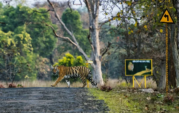 Tigress Crossing near sign board, Tadoba, Maharashtra, Índia . — Fotografia de Stock