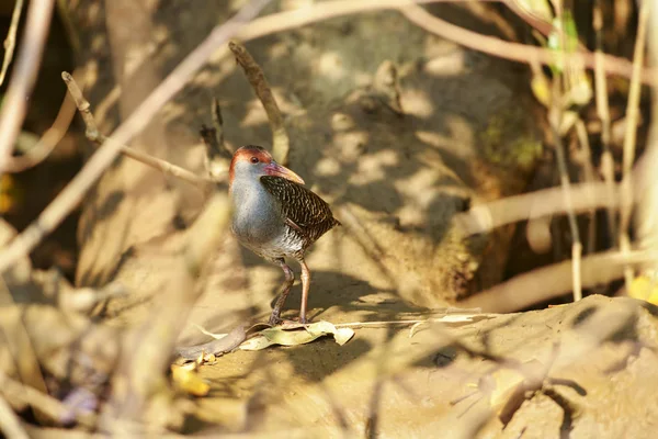 Slaty-breasted järnväg, Gallirallus striatus, Zuari River, Goa, Indien. — Stockfoto