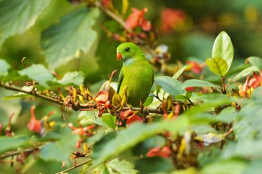 Vernal asılı parakeet, Loriculus Vernalis, Dandeli, Karnataka, Hindistan.