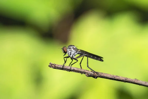 Robberfly também chamado de moscas assassinas, Kas Plateau, Satara, Maharashtra, Índia . — Fotografia de Stock