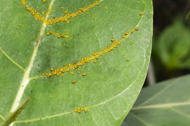 Pune yakınlarındaki hassas bir yaprak üzerinde yaprak biti böcekleri, Maharashtra, Hindistan.