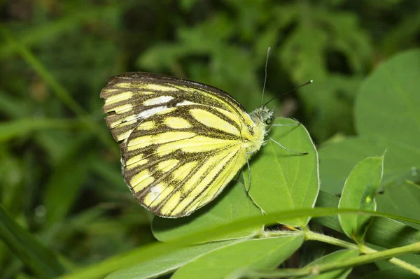 푸네, 마하라슈트라, 인도 근처 의 일반적인 갈매기 나비. — 스톡 사진