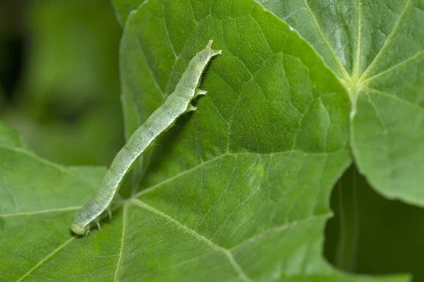 Kohlkopflappen-Raupe in der Nähe von Pune, Maharashtra, Indien. — Stockfoto