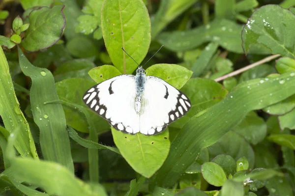 인도 마하라슈트라 푸네 근처 종이 연 나비, 아이디어 루코노. — 스톡 사진