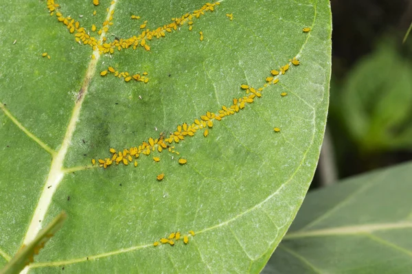印度马哈拉施特拉邦浦那附近嫩叶上的虫子. — 图库照片