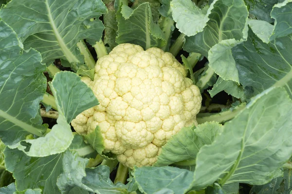 Cauliflower vegetables close-up, cauliflower in the green organic farm.