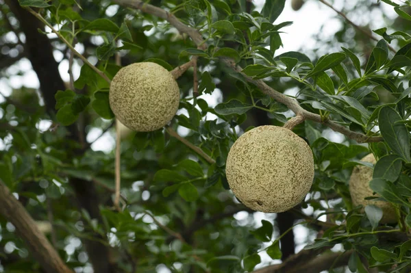 Bel fal, Maja fruit, Aegle Marmelos near Pune, Maharashtra, India. — Stock Photo, Image