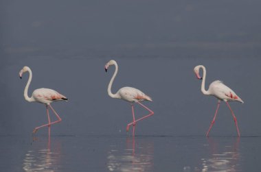 Büyük flamingo, Phoenicopterus roseus, Bhigwan, Pune, Maharashtra, Hindistan yansıması ile suda yürüyüş