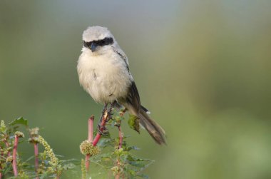 Kırmızı destekli Shrike, Pune Maharashtra yakınlarındaki Lanius collurio, Hindistan