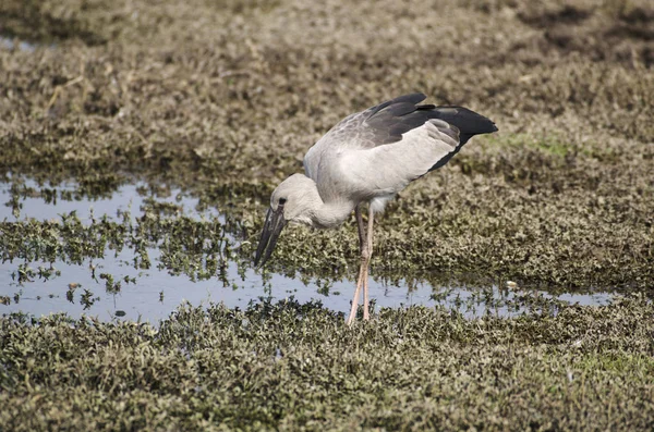 Asiatischer Großschnabel-Storch, Anastomus oscitans auf Nahrungssuche in bhigwan, pune, maharashtra, indien — Stockfoto