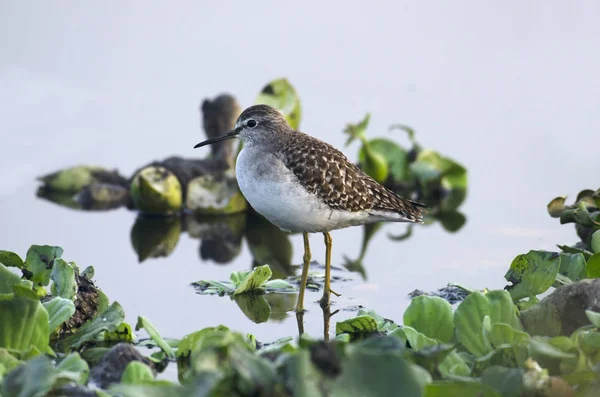 Spotted Sandpiper, Actitis macularius em busca de comida perto de Pune, Maharashtra, Índia — Fotografia de Stock