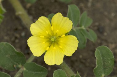 Pune, Maharashtra, Hindistan yakınlarındaki sarı yabani çiçeğin yakın çekim