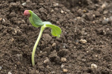 Topraktan yetişen fidan, Maharashtra, Hindistan