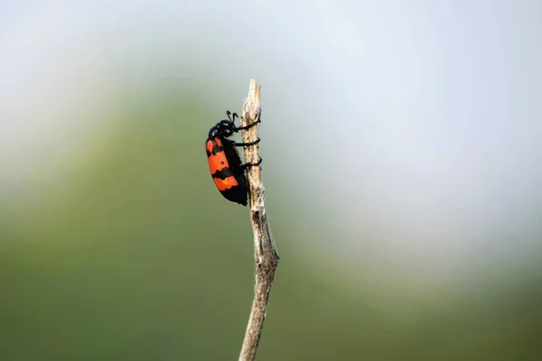 Besouros venenosos com coloração de aviso preto e vermelho brilhante, Akola Maharashtra, Índia — Fotografia de Stock