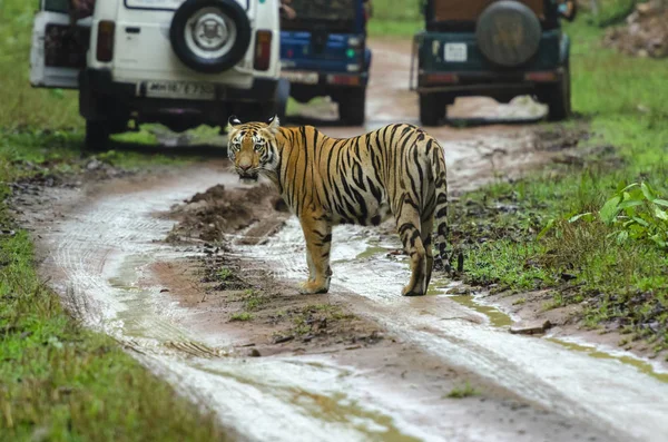 Tiger amidst safari vehicles, Tadoba, Maharashtra, India — Stock Photo, Image