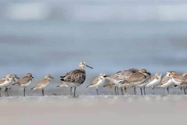 Йорж, Calidris назнах на Акші, Алібаг, Махараштра, Індія — стокове фото